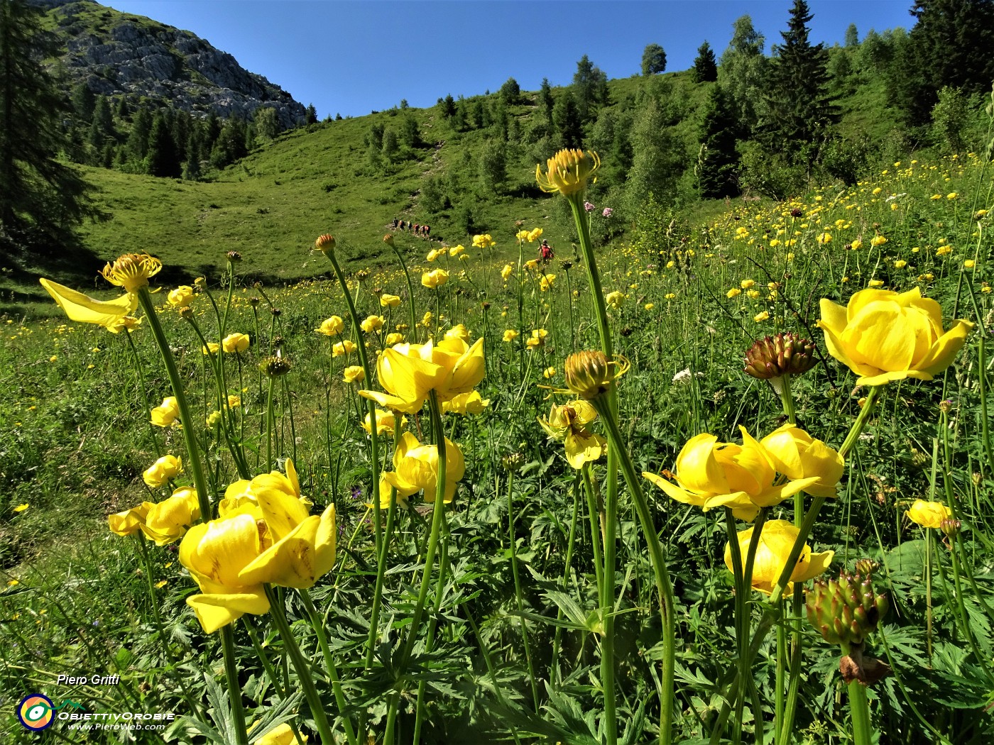 24 Botton d'oro (Trollius euopaeus).JPG